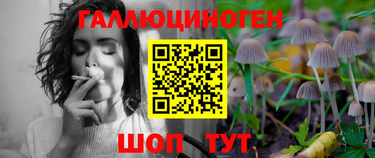Ачхой-Мартан  Галлюциногенные грибы Psilocybe  даркнет сайт  Вход с VPN 